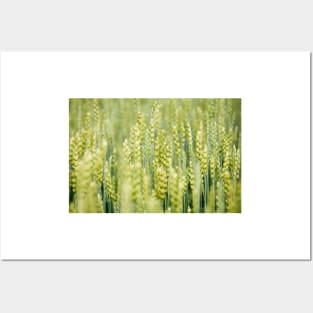 Common Wheat Posters and Art